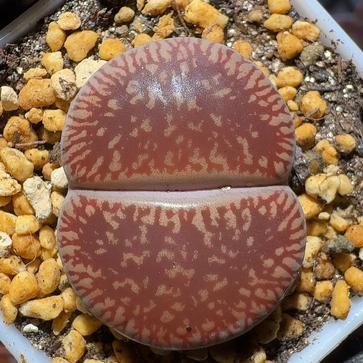 生石花1111121。  3.0左右。   177