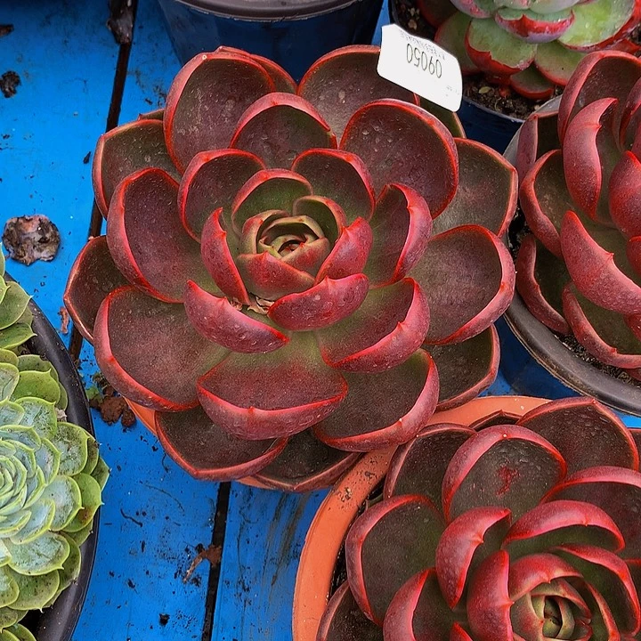 宁***雪    红灯多肉09050