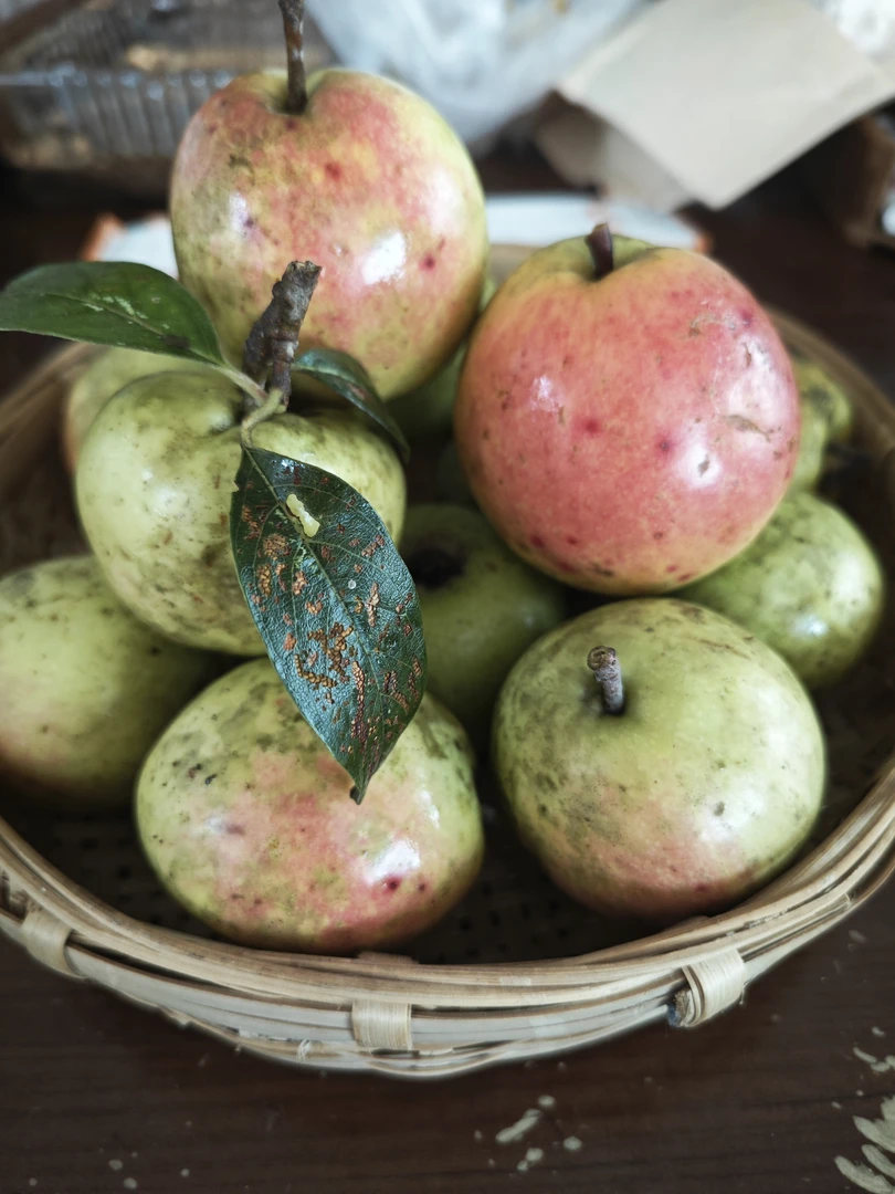 云南野生酸多依果老品种多依果新鲜水果浸泡果渣子果