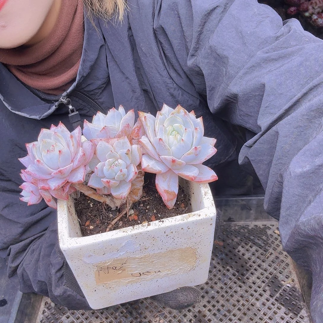 心***成003粉蓝鸟一物一拍