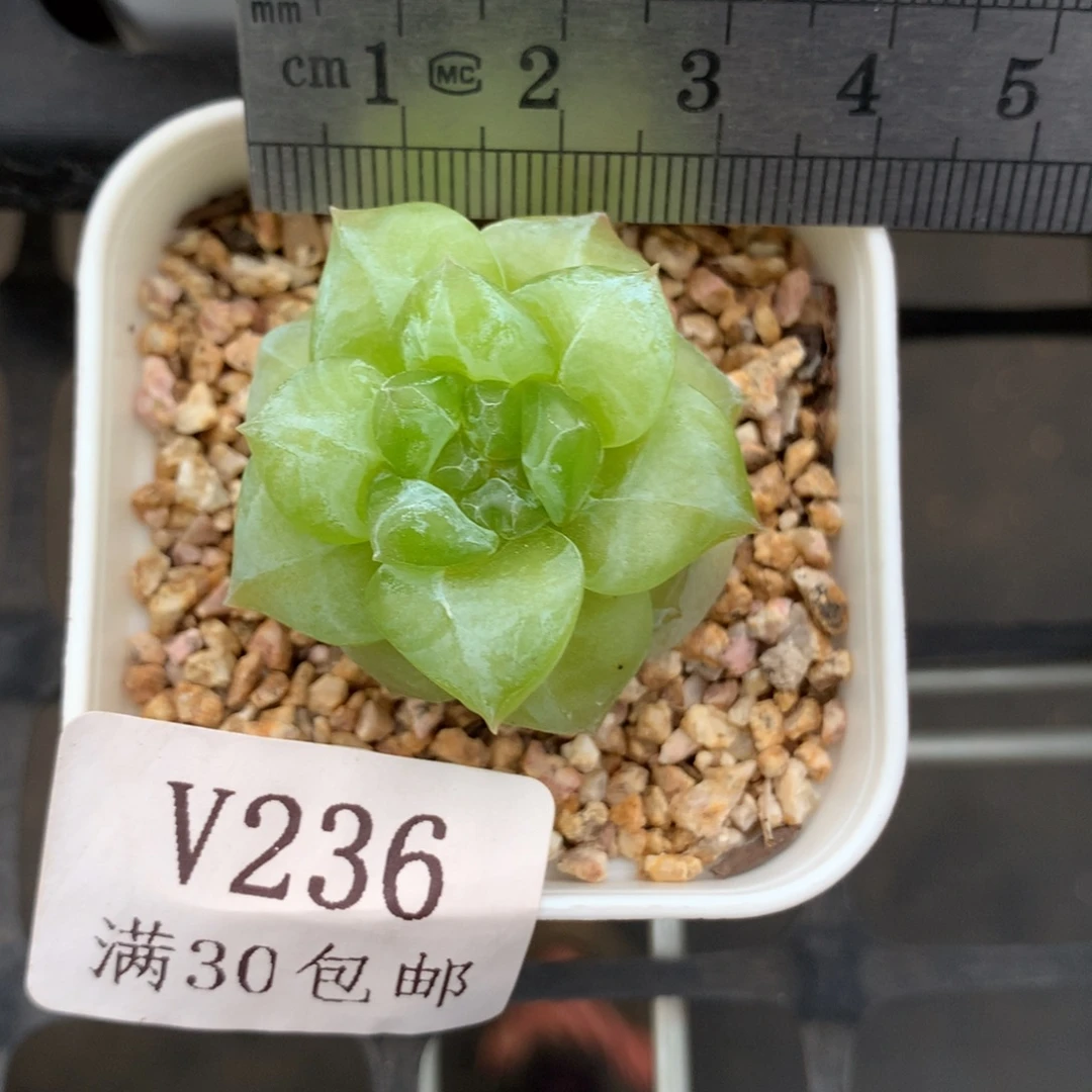236。婚纱糖心多肉。