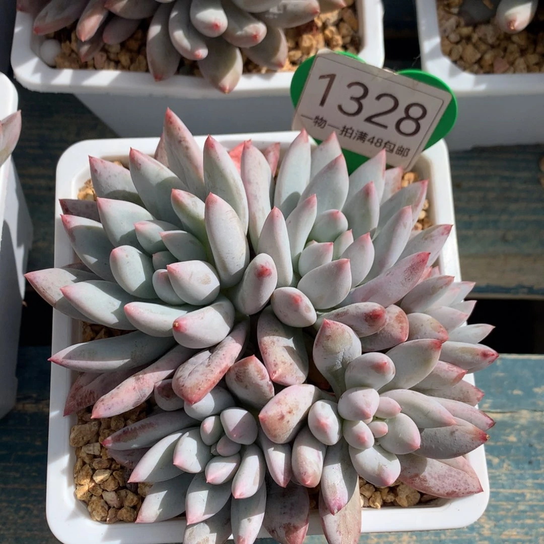 所罗门无砍平头1328