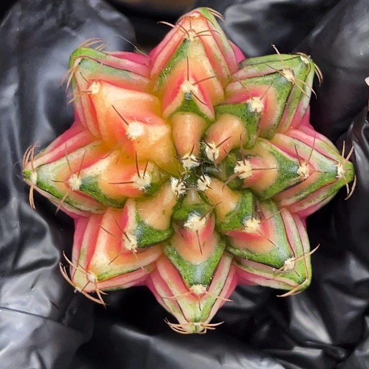 花时季 一物一拍