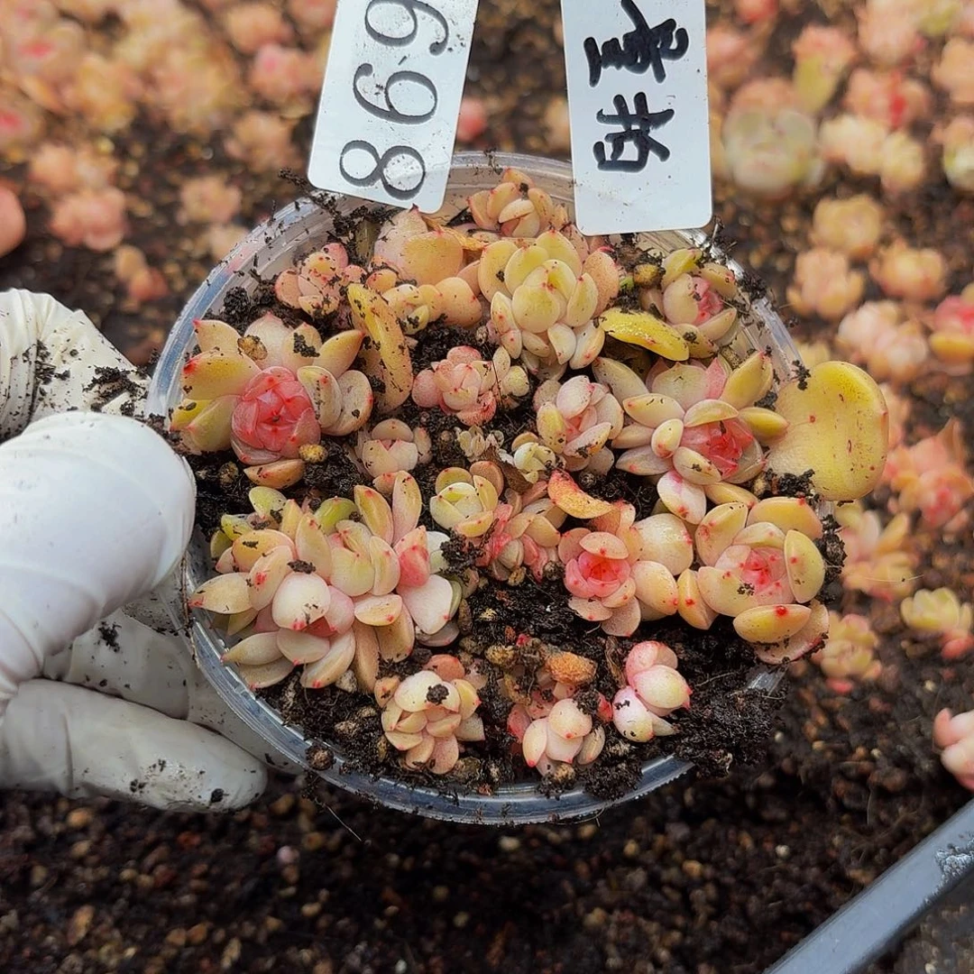 多肉植物多肉植物869量拍