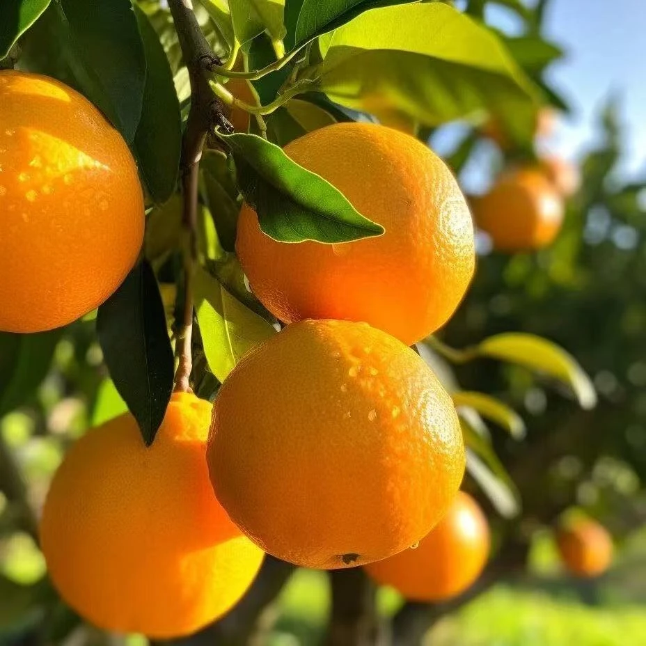 江西赣南脐橙新鲜水果现摘现发