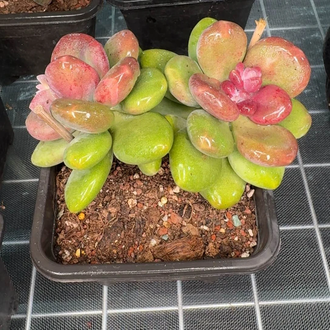 从前慢花园精选芒果奶