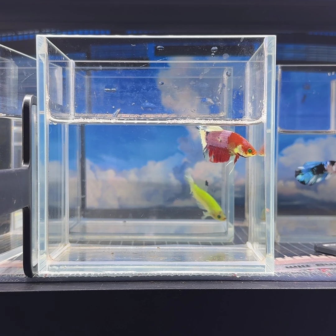 斗鱼精品斗鱼vip高品质真香红魔