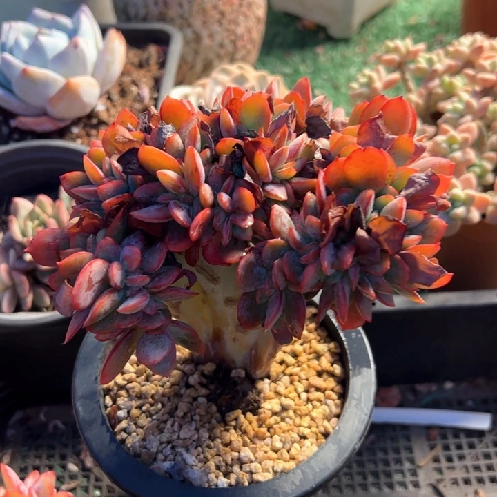 幸运的是我的朋友们都