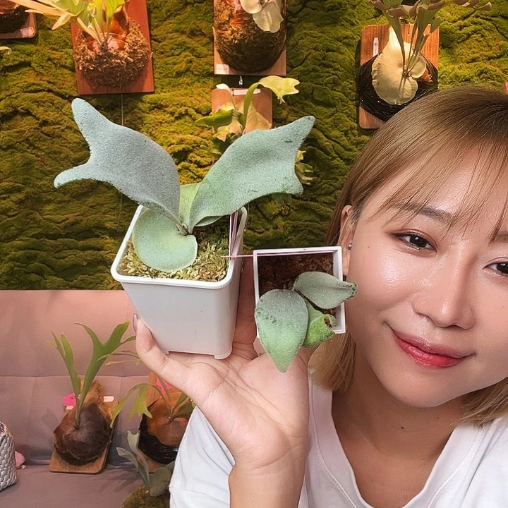 不开花植物南风 yeewa 爪银 无原牌 右边