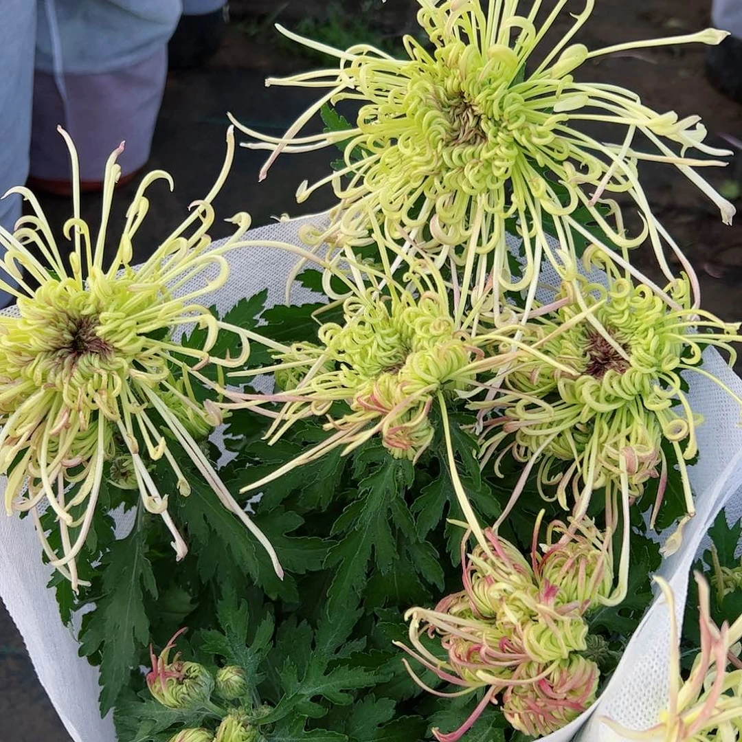 完全开放盘龙碧玉