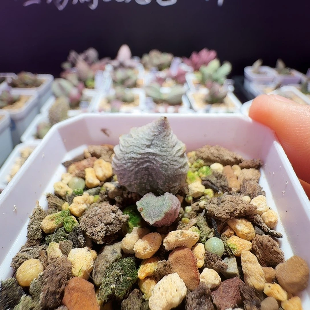 倒刺水泡带盆发货，满88包邮