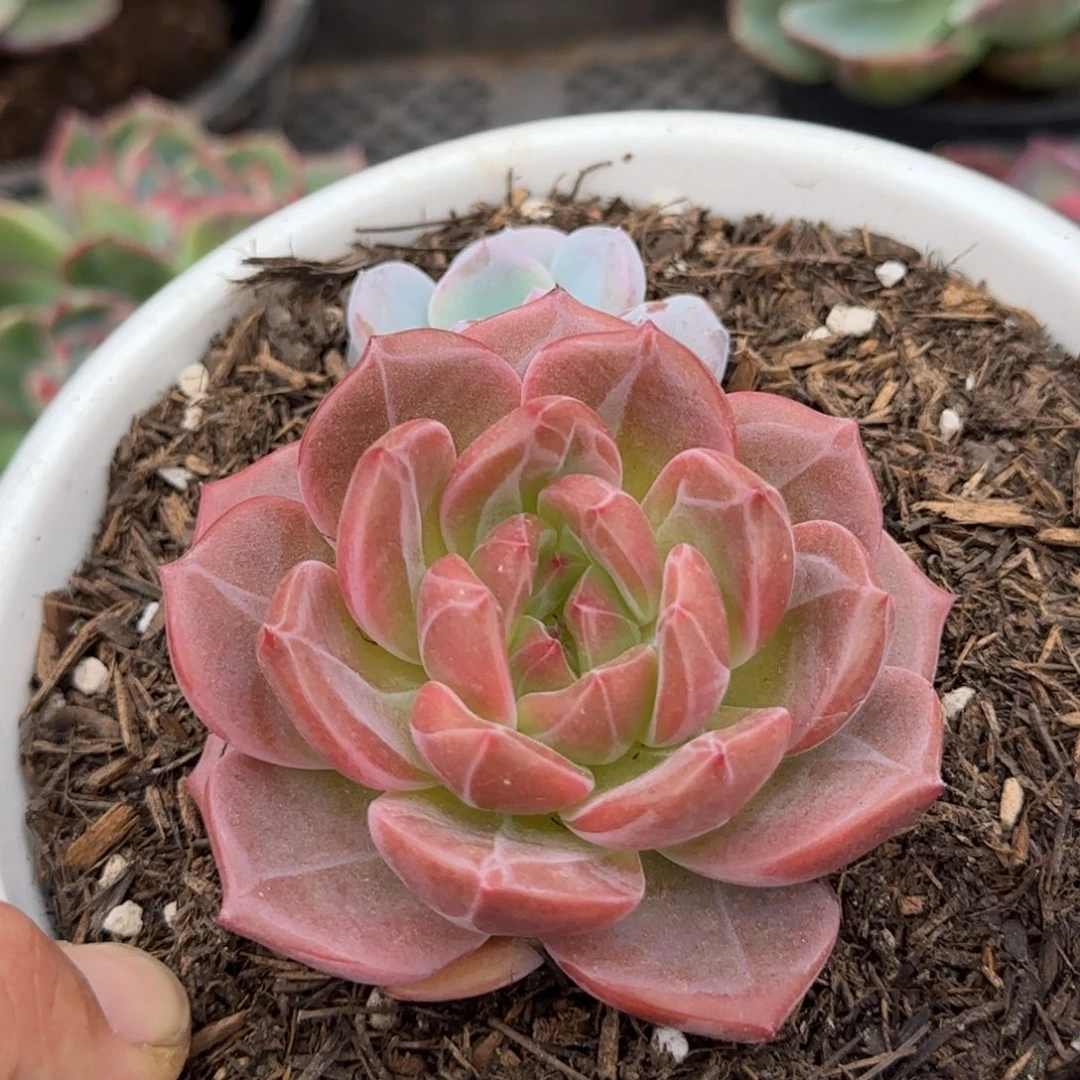 夜魔侠惊鸿一物一拍包装收缩花旱