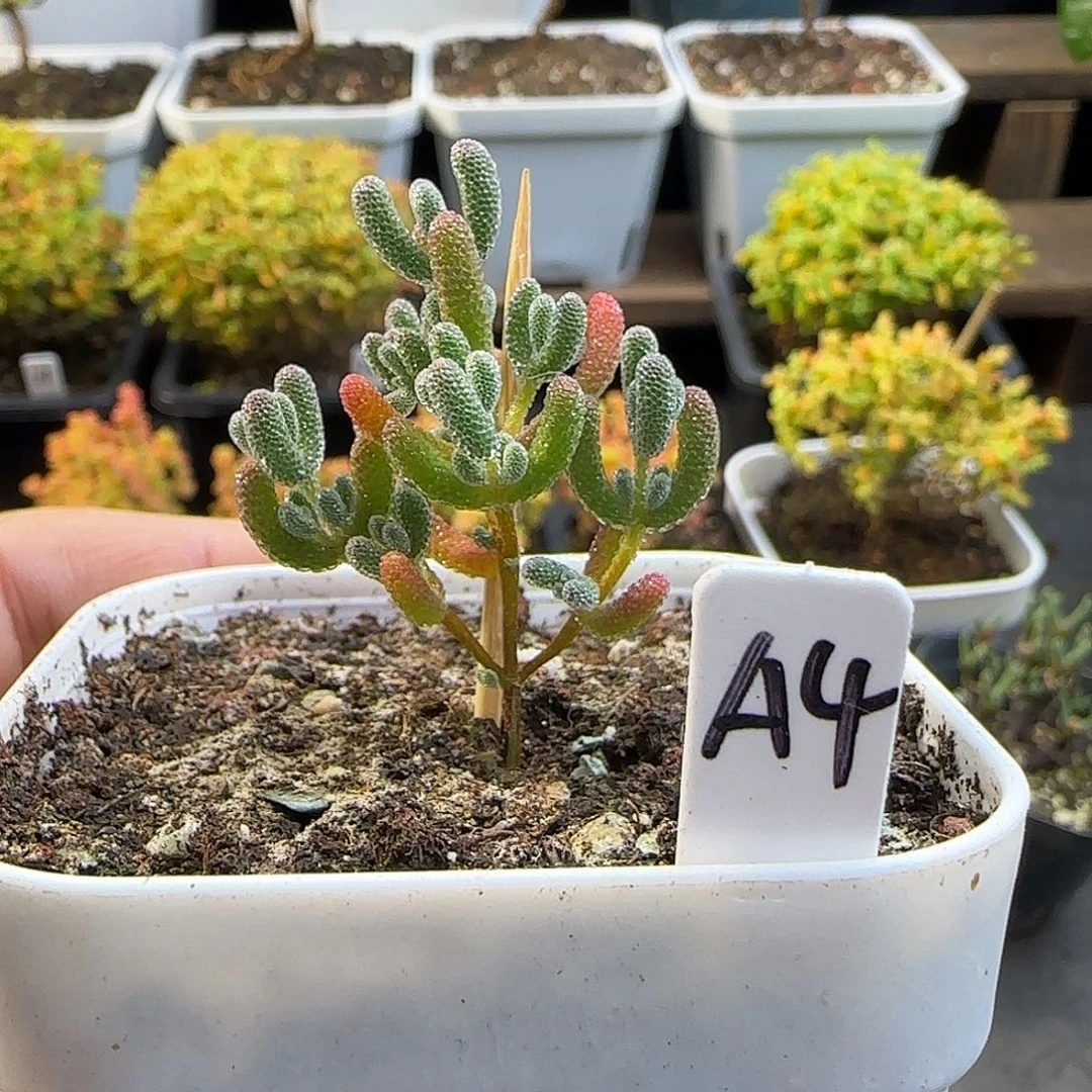 *****实生冰晶枝干番杏专拍