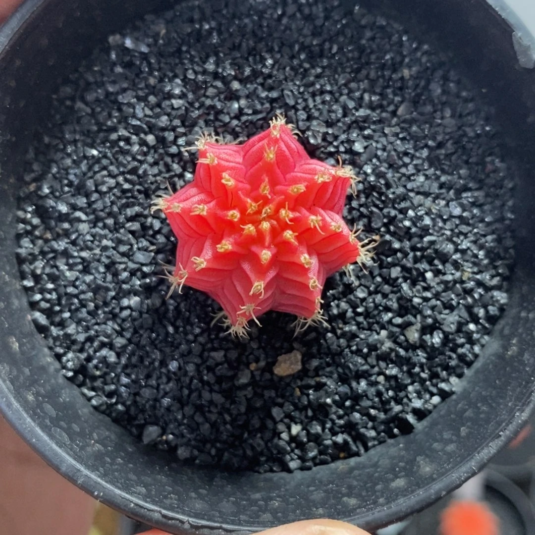 精品米哈—带盆土发货4