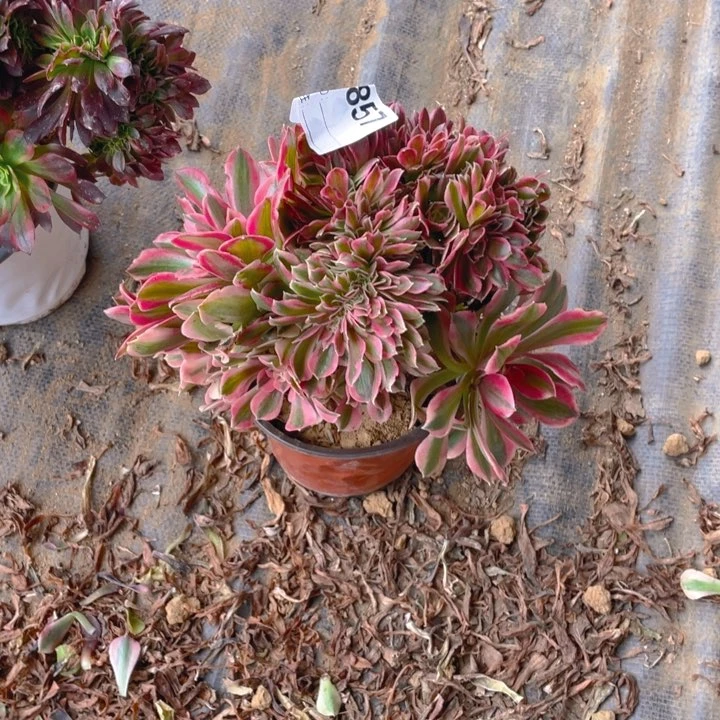 多肉粉女巫缀化857