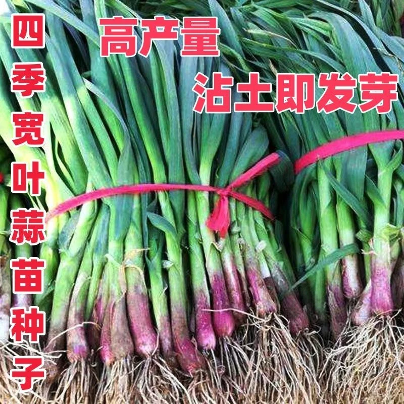 【全店满5包包邮】【全店满5包包邮】大蒜苗 红根香