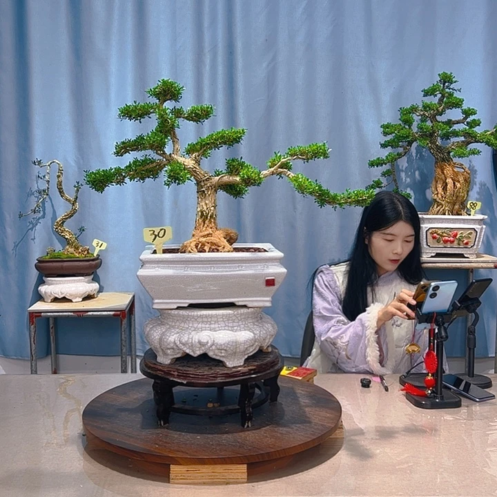 无花朵广东皱皮雀舌黄杨