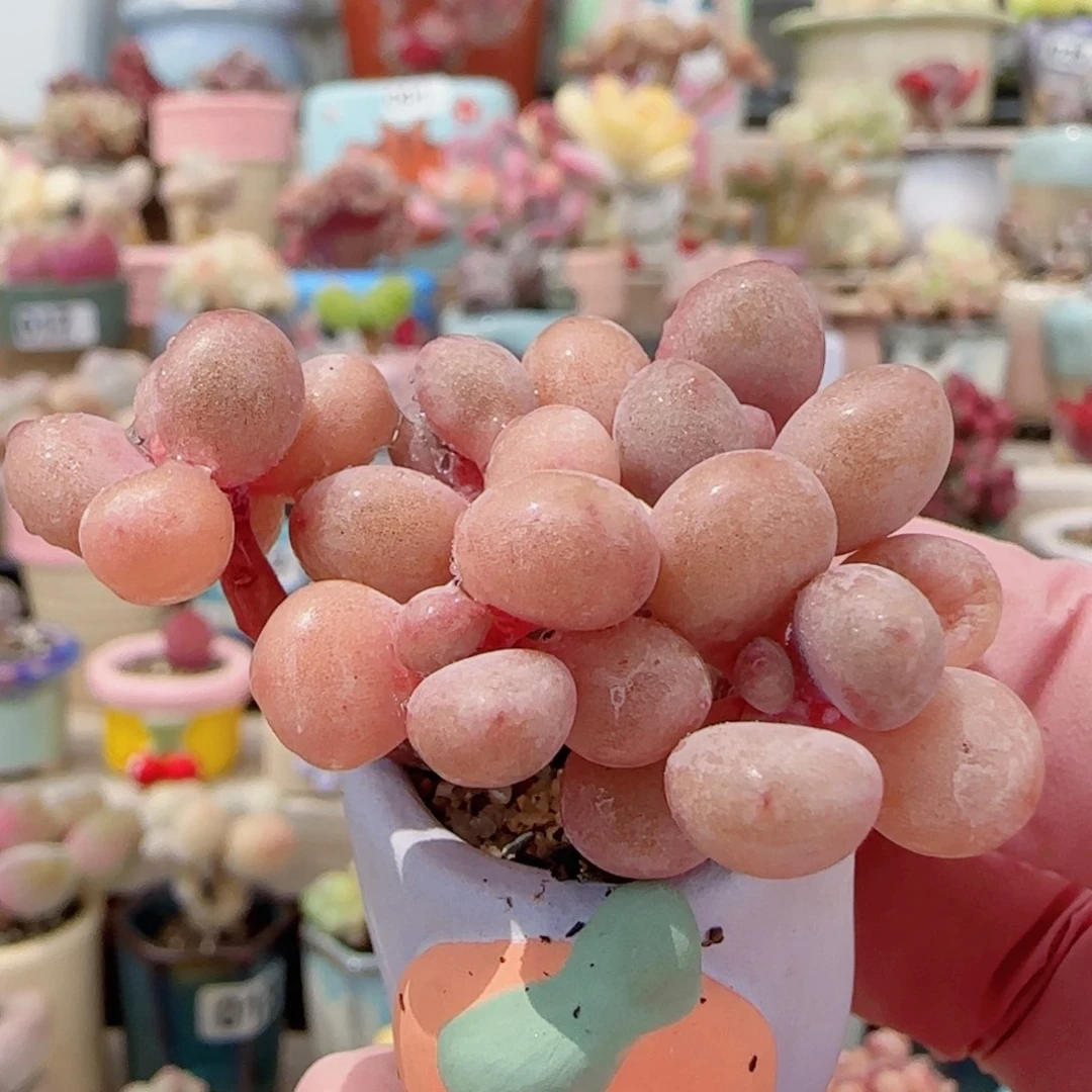 手捧桃蛋 盆口2cm