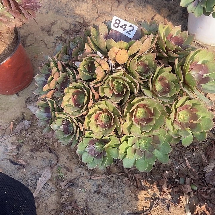 桃花石多肉842多肉不包断