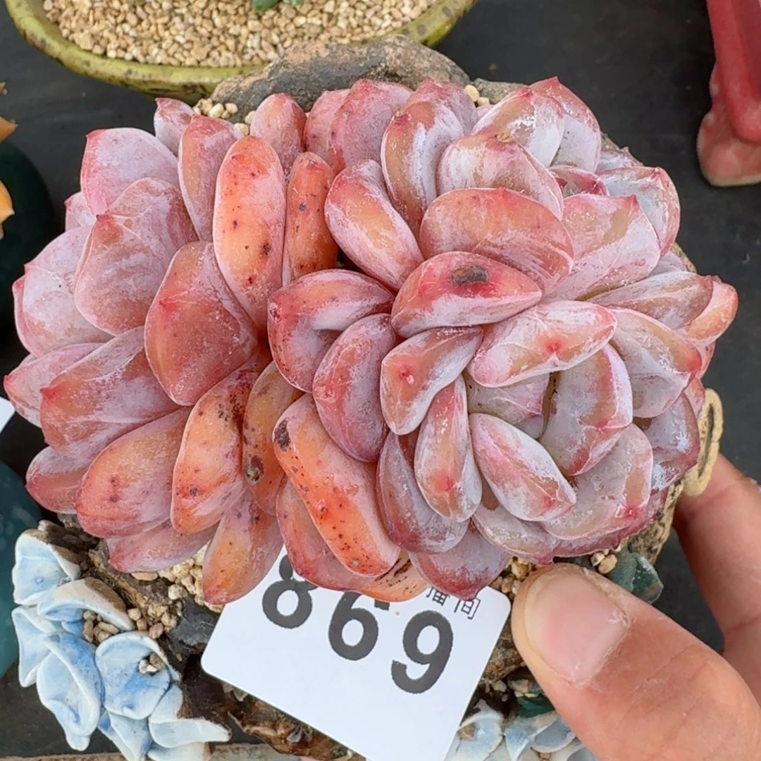 雪之魄          摇身一变高富帅，一夜暴富动作快