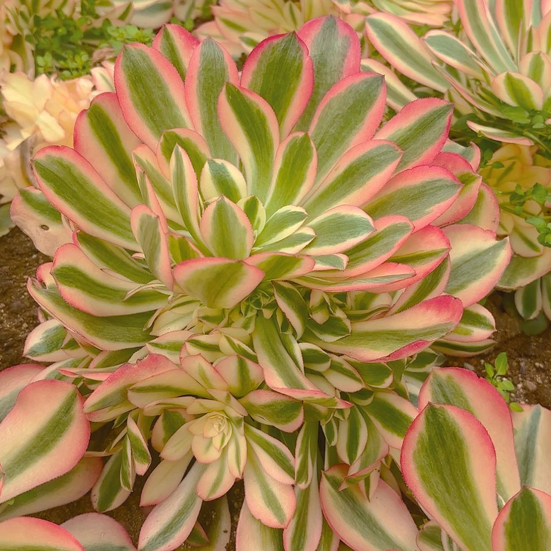 香妃多肉植物手捧一号