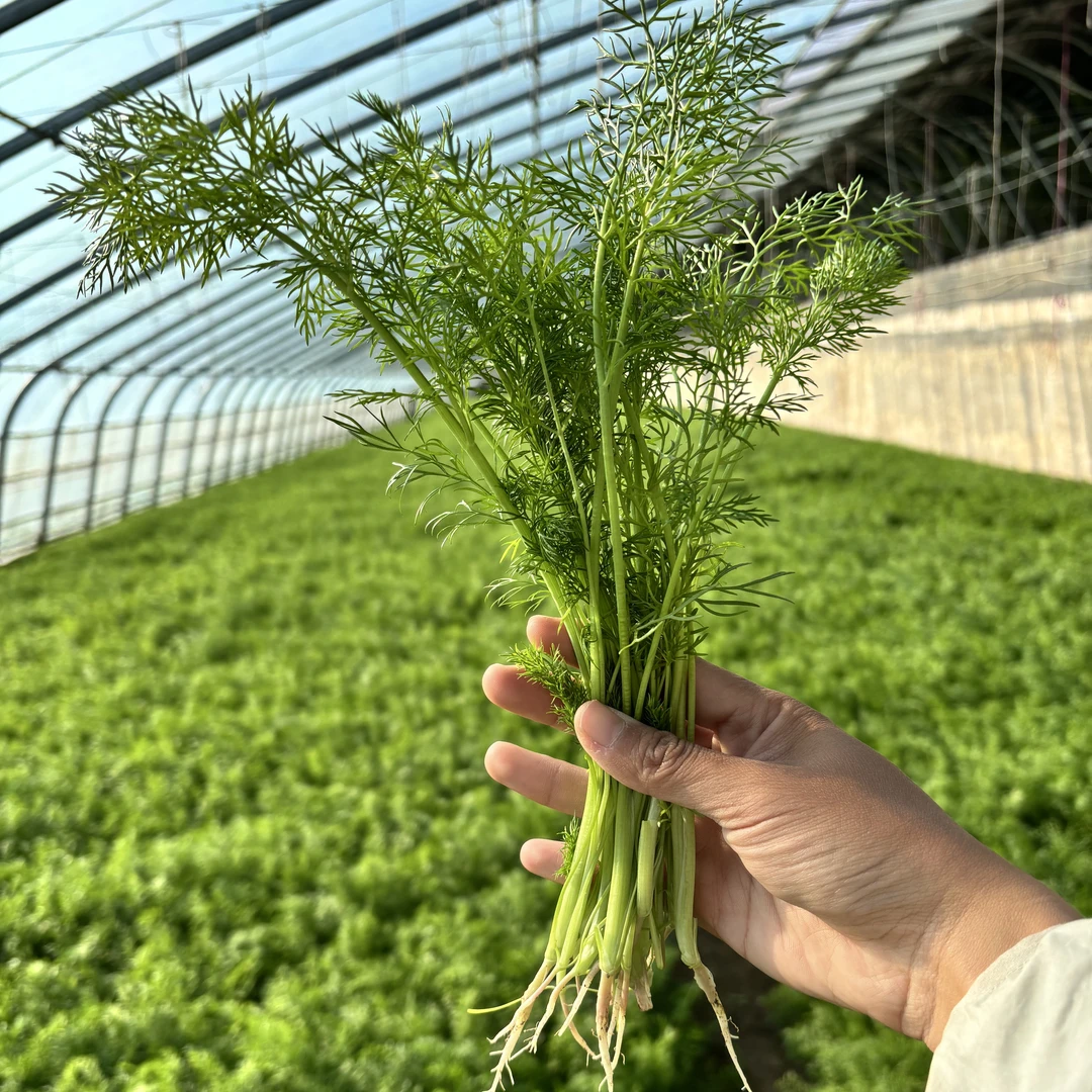 颐正源甄选 新鲜有机茴香 现拔现发 味道浓郁