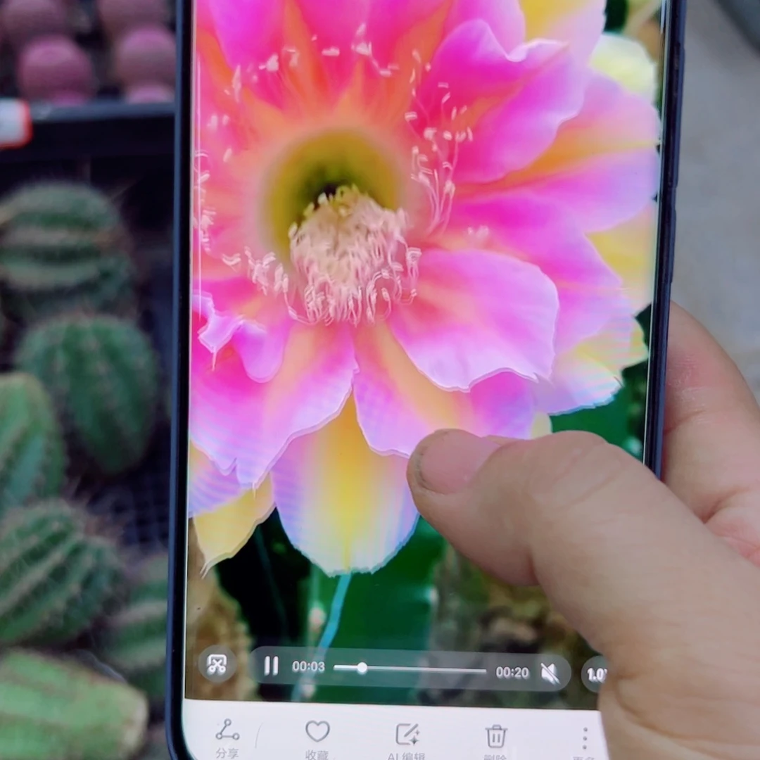 下48彩草绝色佳人 歪无根侧芽4公分左右20包邮