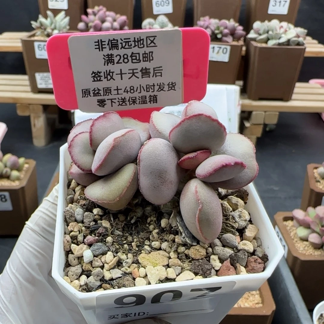 907白肌红蛋多肉植物