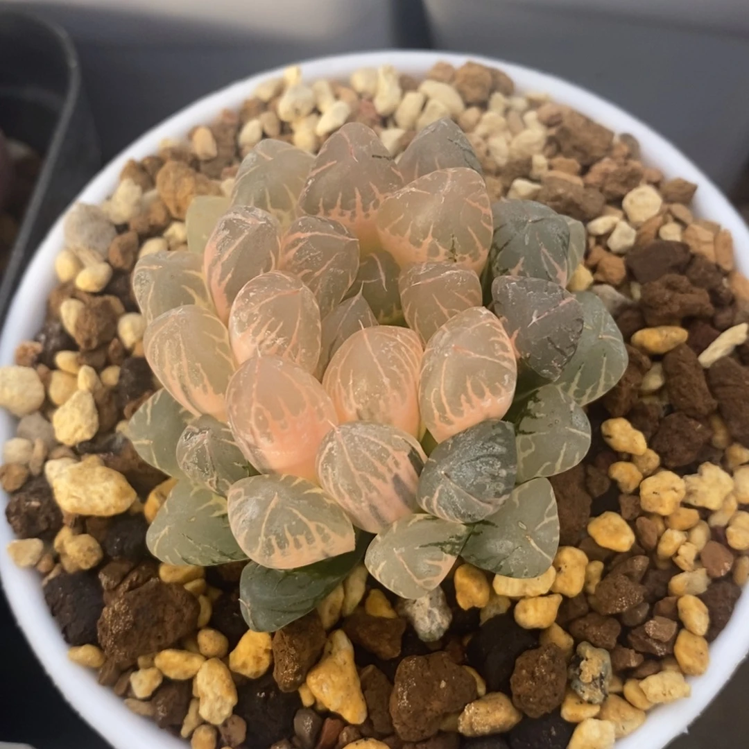 一颗实生糊斑玉露锦