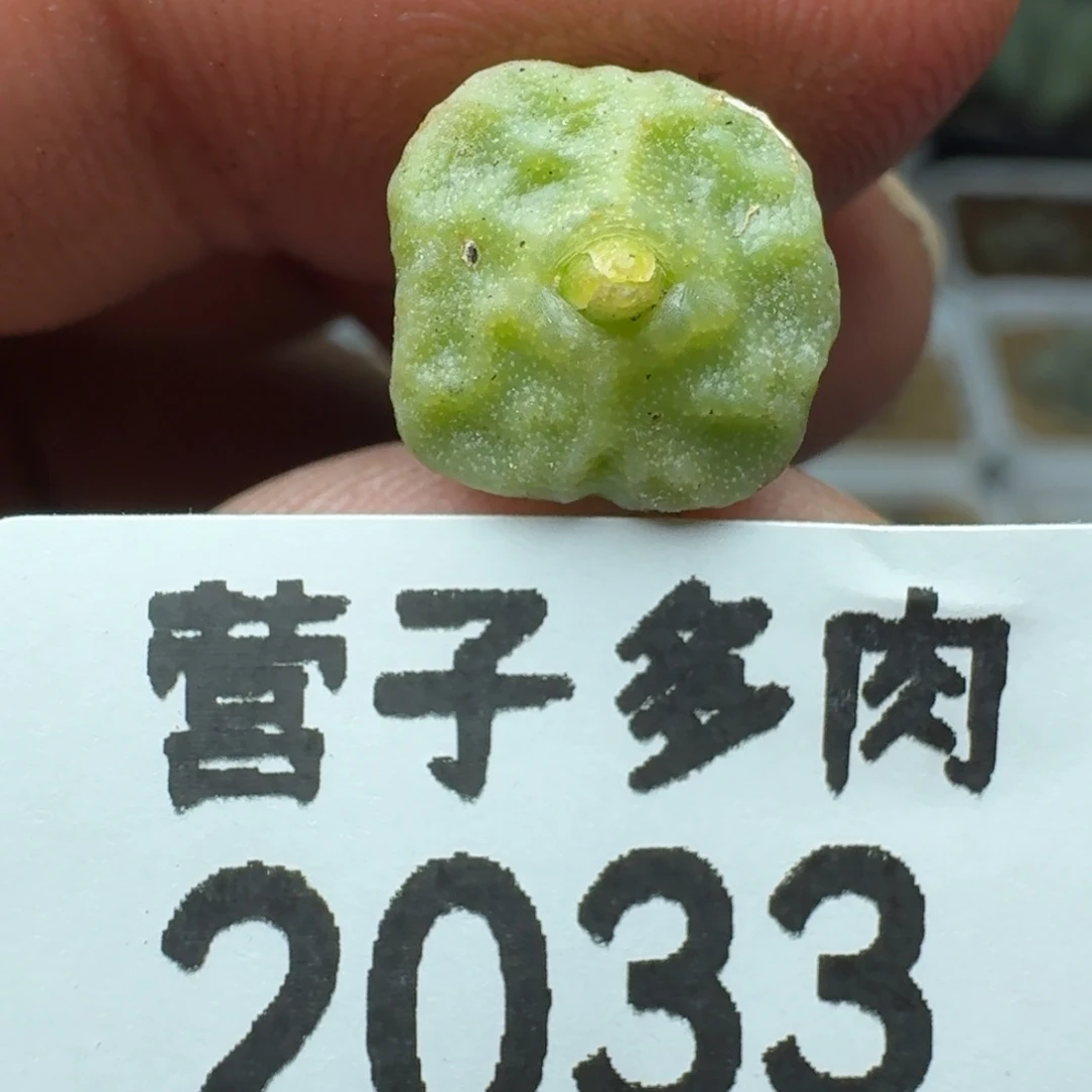方烧1410.657。