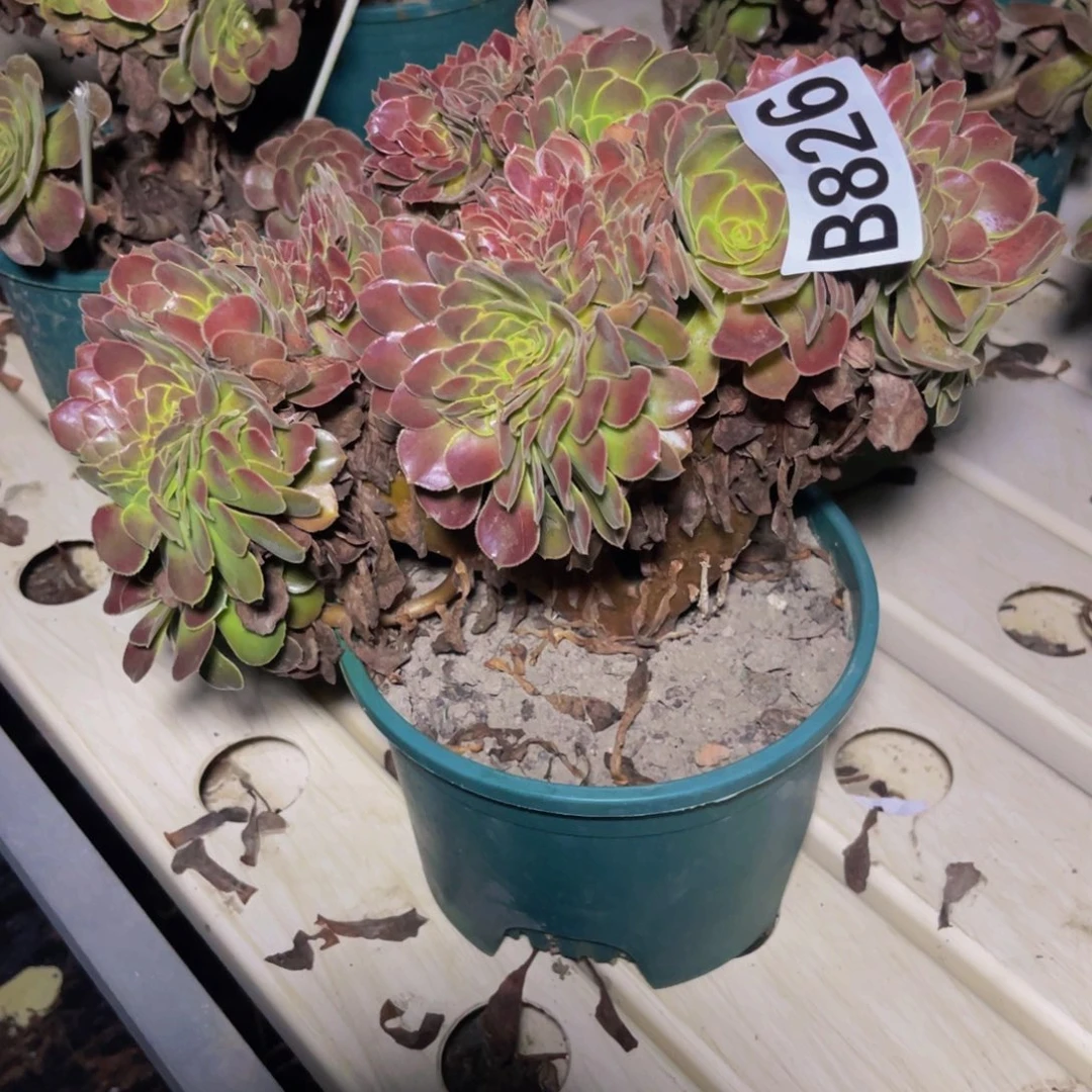 荷兰法师7//////32包邮