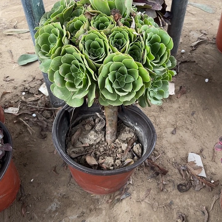 绿玫瑰玫瑰玫瑰玫瑰