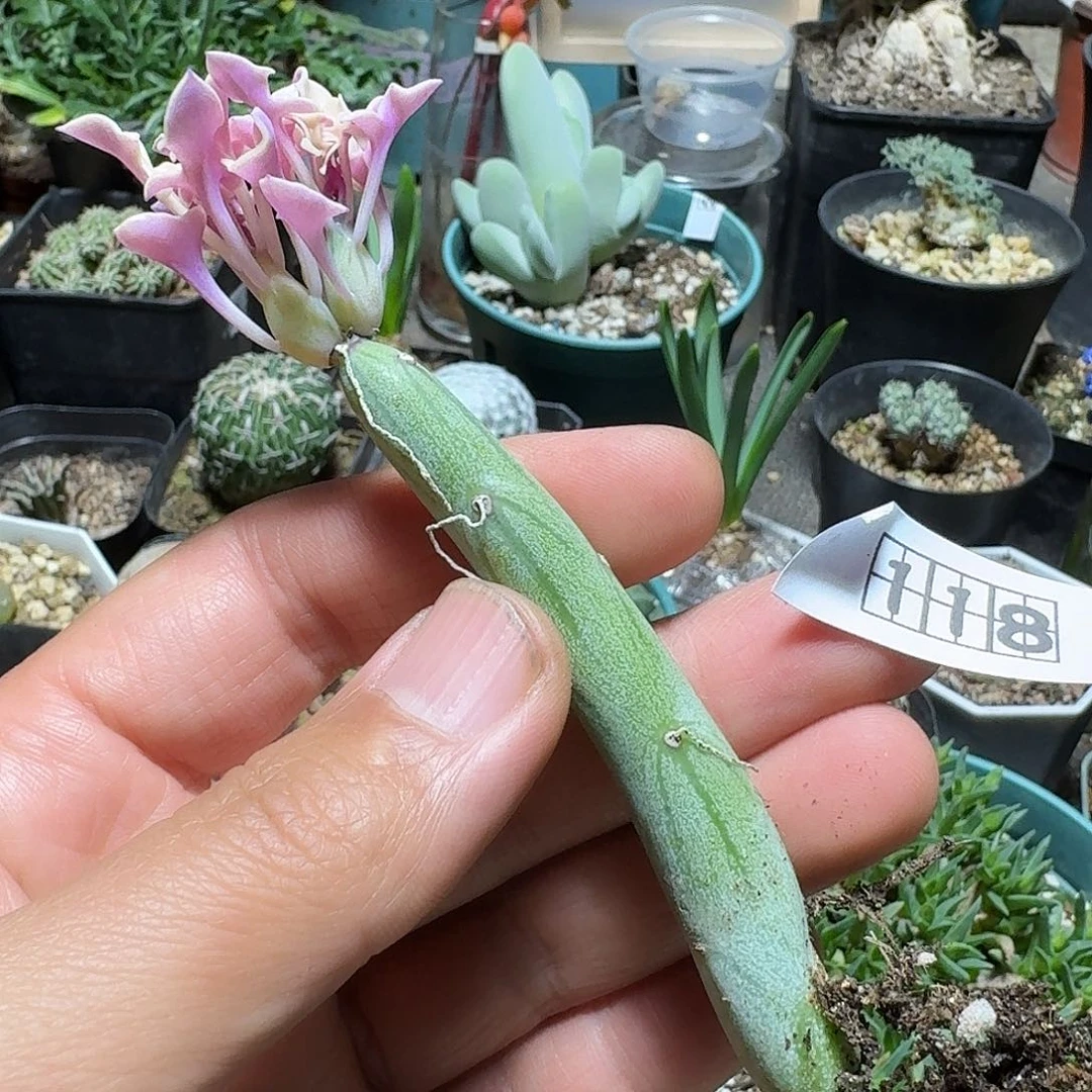 118七宝树锦脱土发货