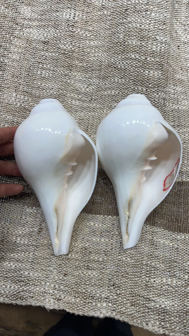 天然尼泊尔 长度17-18厘米一个 一物一图