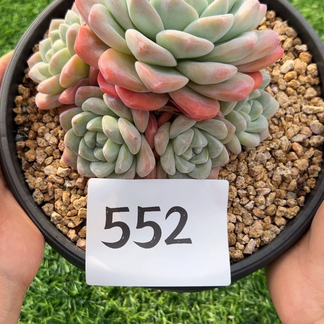 *****552、哈哈都好想好吃吃好吃