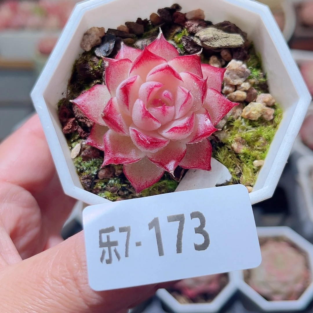 乐7-173 女王单头