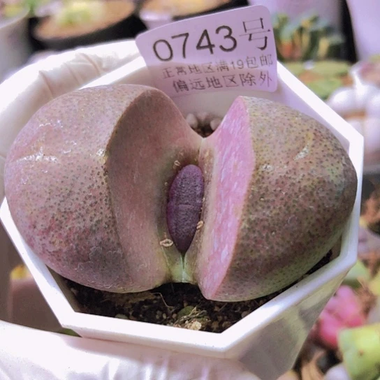 无花朵0743，老皮老疤6.5厘米