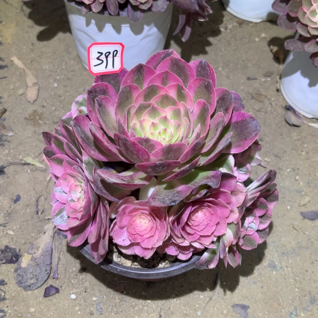 399多肉植物荔枝