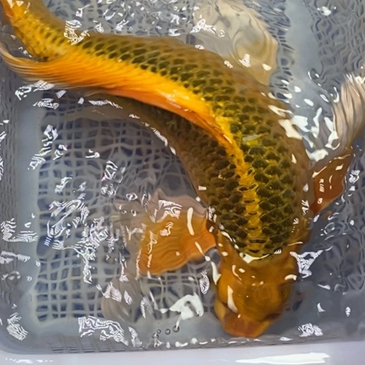 锦鲤冷水锦鲤（无开箱视频不售后）