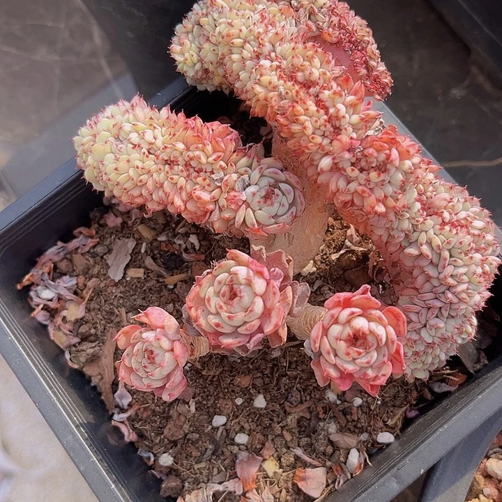 粉姬莲缀1698多肉植物