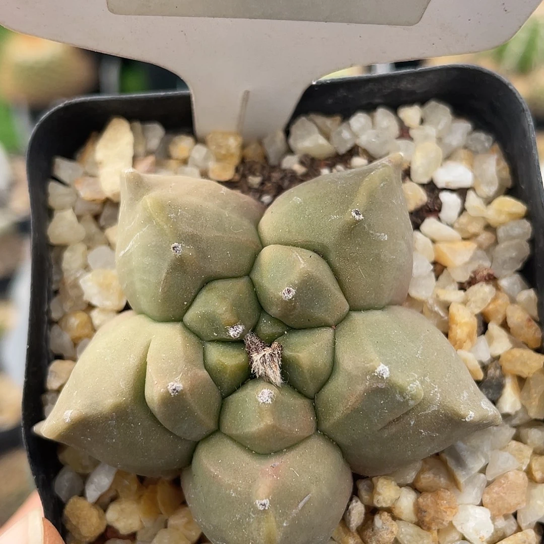 7002 鸾凤玉实生清货裸根满 39 包邮，非偏远地区