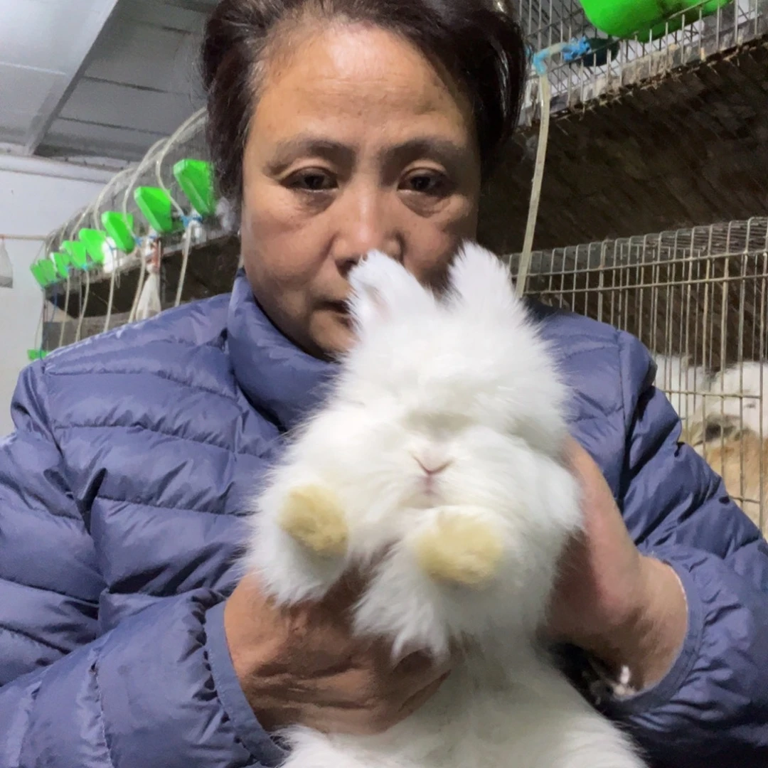 宠物兔英系安哥拉兔