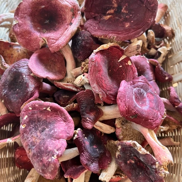 新货野生红菇四川干菌子煲汤营养干货特产月子菇菌菇汤红菇干货