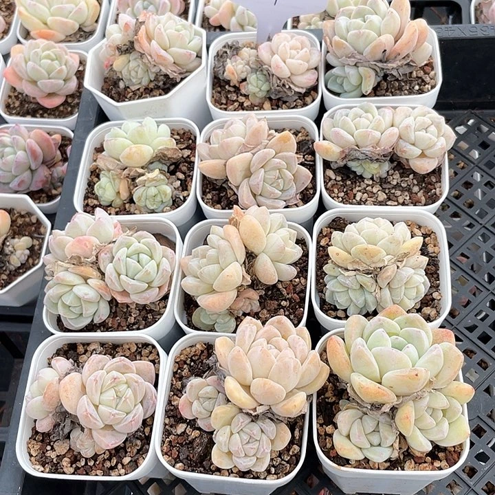 薇薇安园艺多肉007