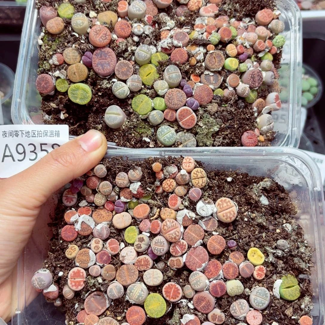 9358—–零下地区需拍保温箱