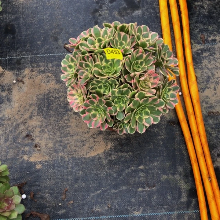 黄后多肉493000000000