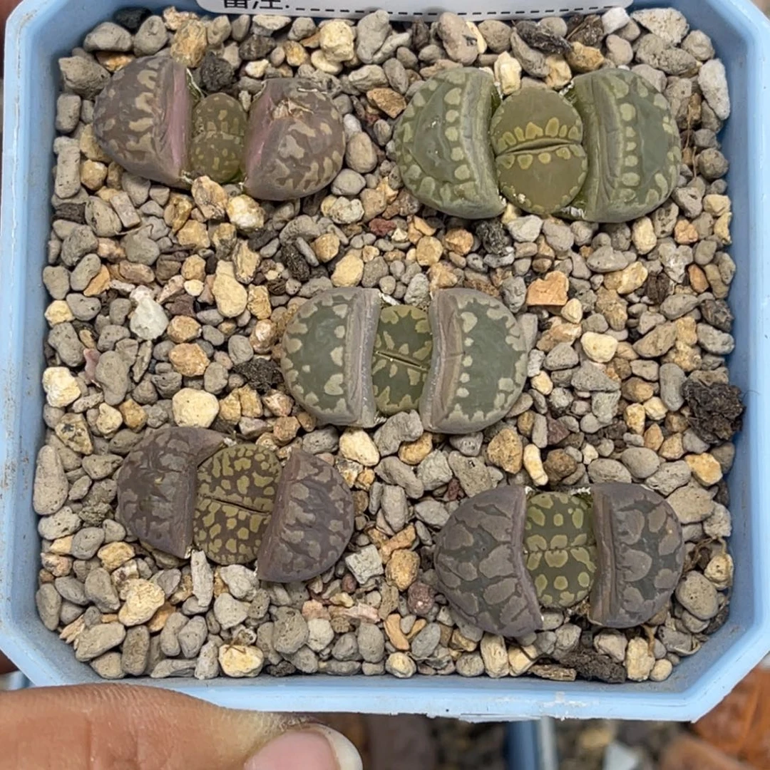 3442大牙5颗尺寸1.8