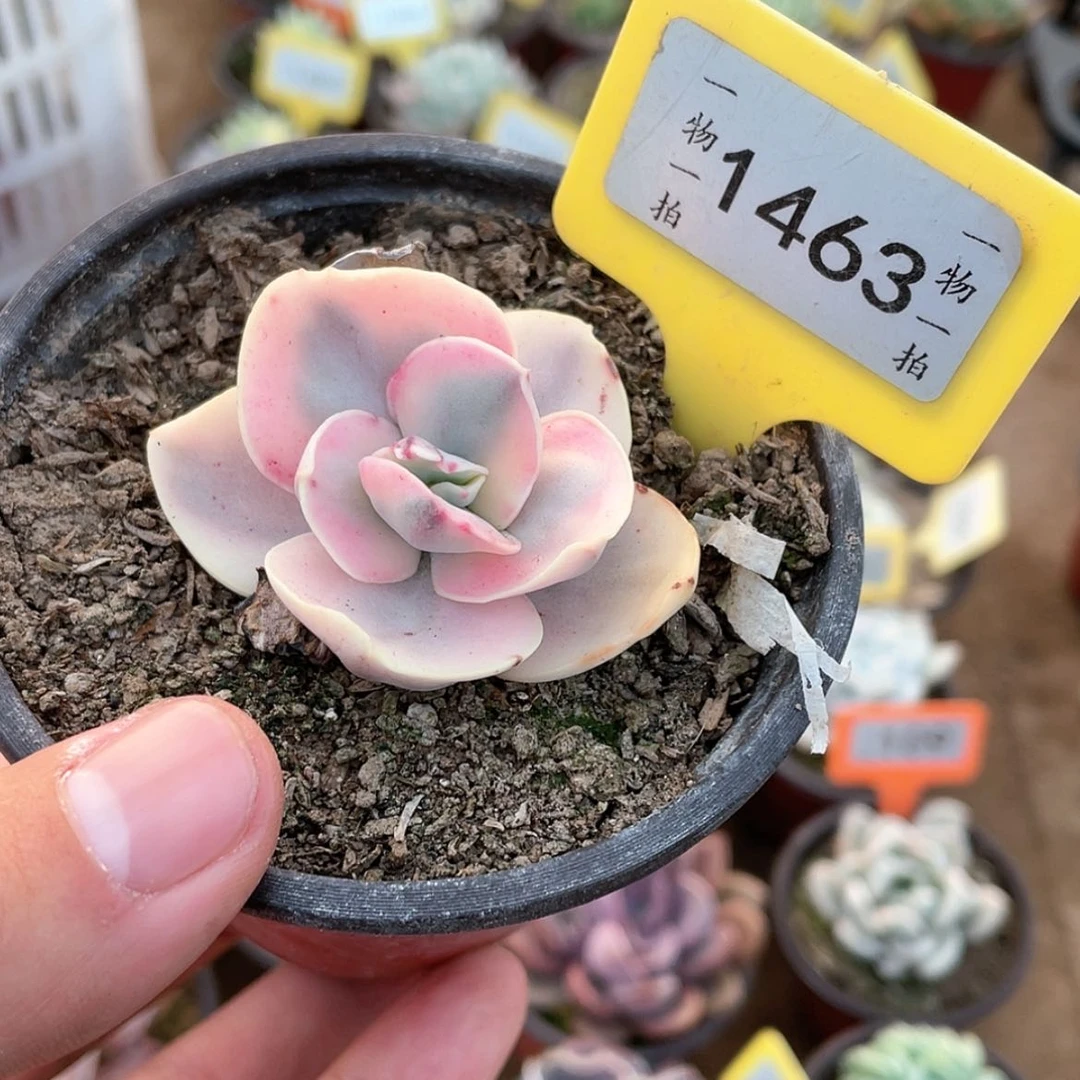 【闪购商品】1463号