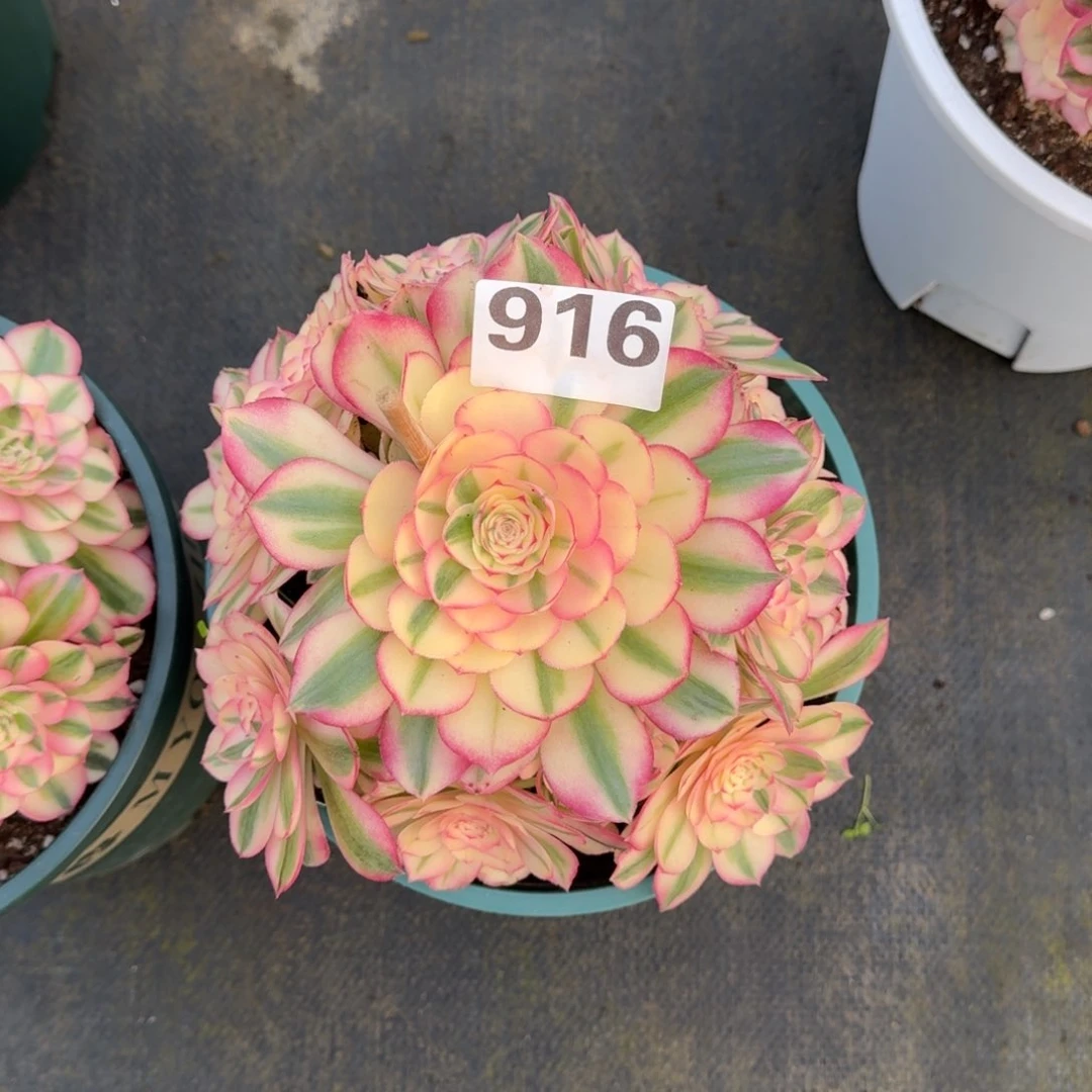 小**水916！倾城法师多肉植物