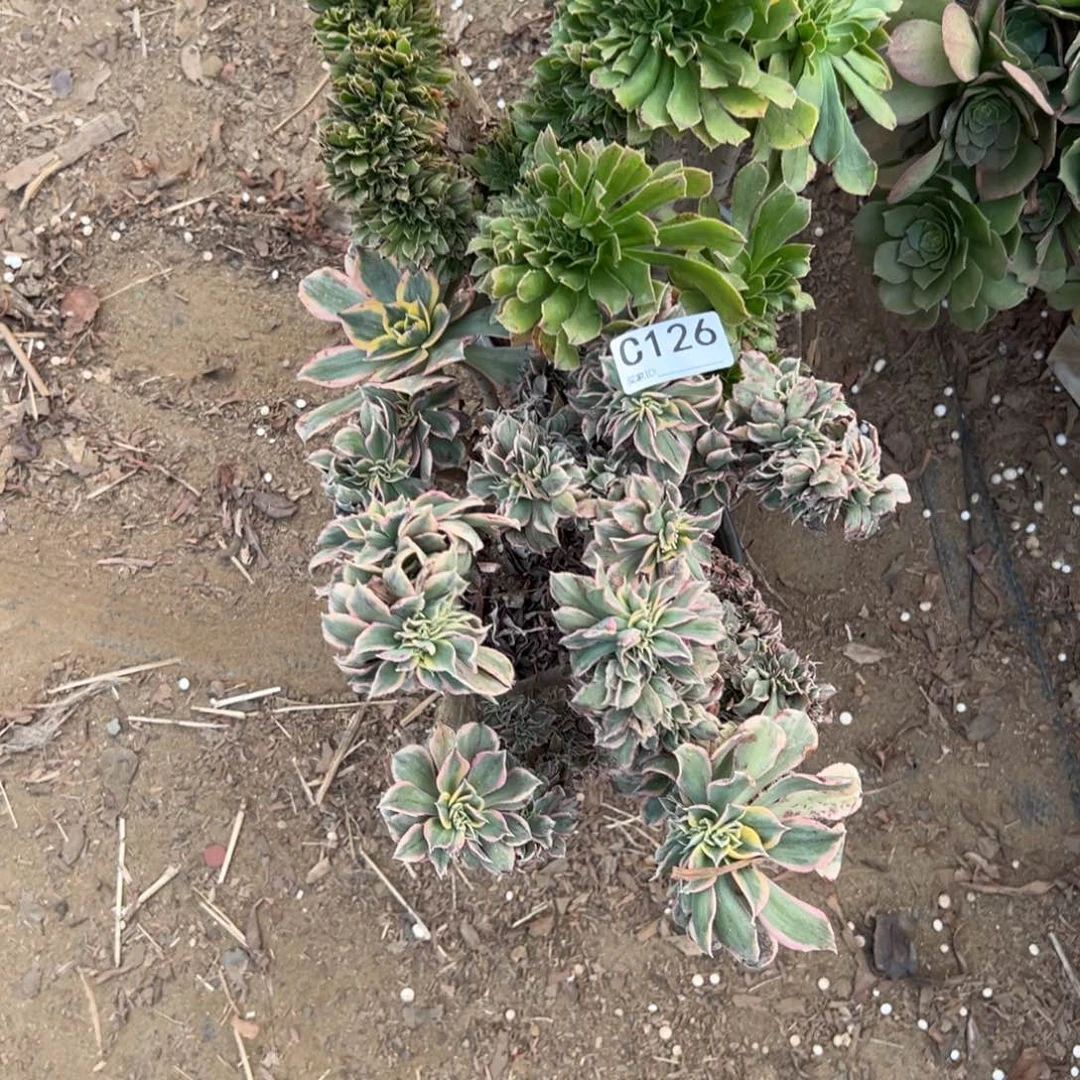 126两颗组合多肉植物法师多肉